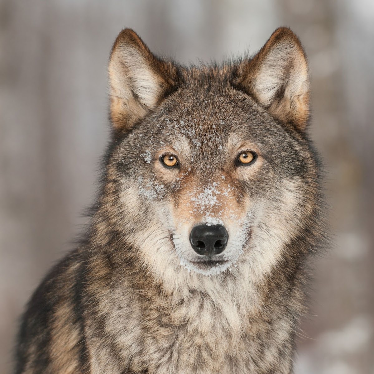 Wolf Academy - en San Cristóbal