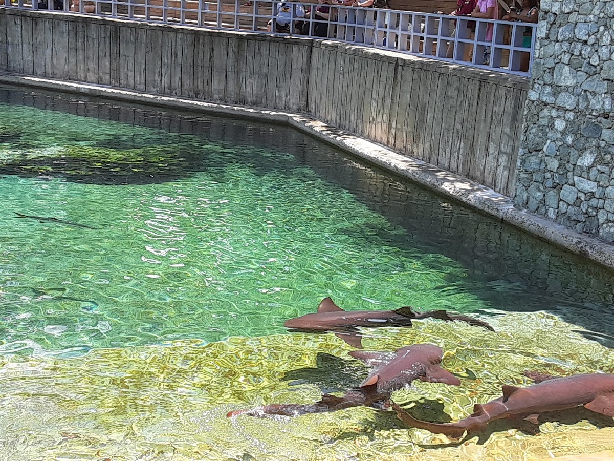 Shark Encounter | Ocean World - en San Felipe de Puerto Plata