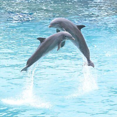 Foto 3 de Ocean World Adventure Park, Puerto Plata